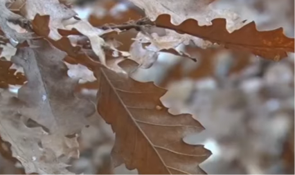 Mnogi griješe: Evo šta se radi s badnjakom koji ostane do Malog Božića